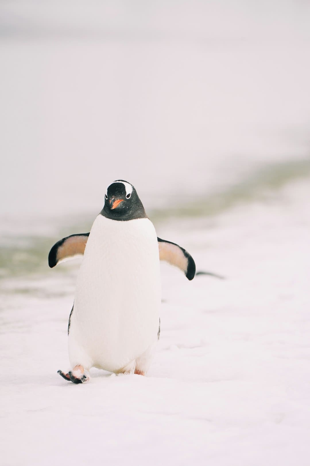 http://www.kcrea.cc/skin/default/image/zoomin.gif